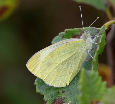 Klein Koolwitje - Small White