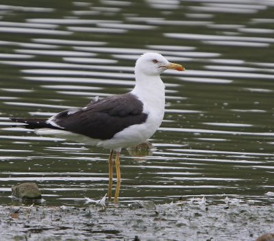 Kleine Mantelmeeuw - Lesser Black-backed Gull