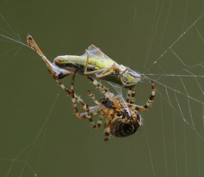 Kruisspin - Garden Spider