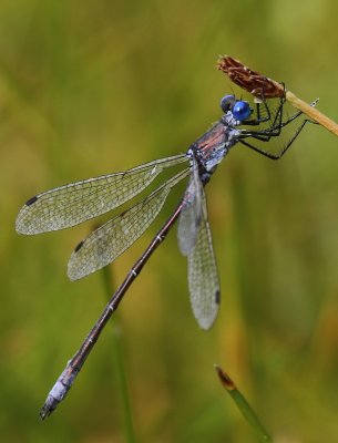 Tangpantserjuffer - Scarce Emerald Damselfly