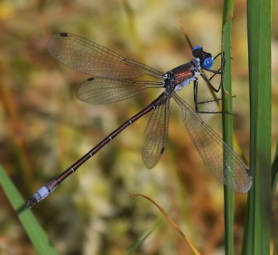 Tangpantserjuffer - Scarce Emerald Damselfly