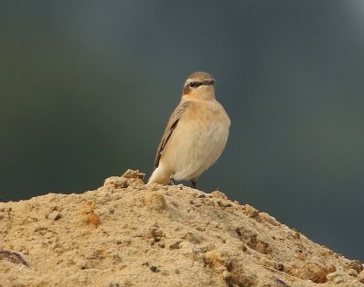 Tapuit - Northern Wheatear