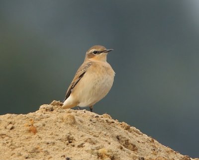 Tapuit - Northern Wheatear
