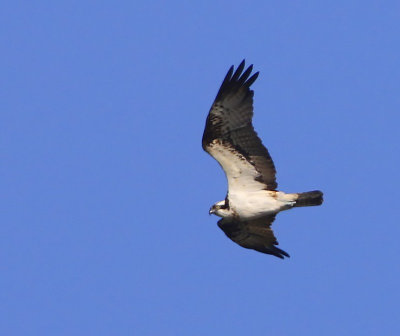 Visarend - Osprey