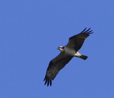 Visarend - Osprey