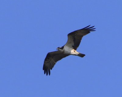 Visarend - Osprey