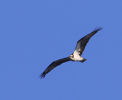 Visarend - Osprey