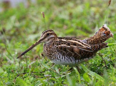 Watersnip - Common Snipe