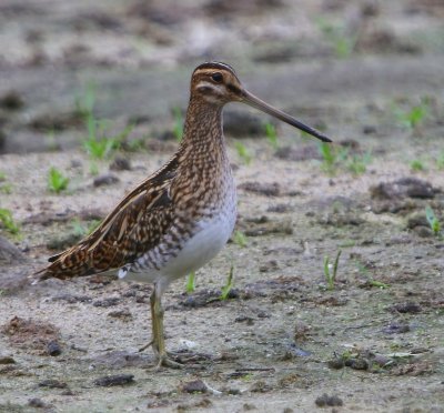 Watersnip - Common Snipe