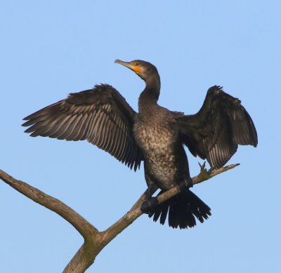 Aalscholver - Great Cormorant