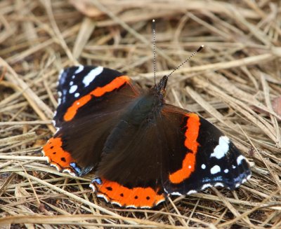 Atalanta - Red Admiral