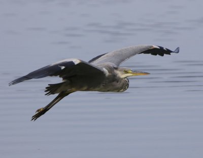 Blauwe Reiger - Grey Heron