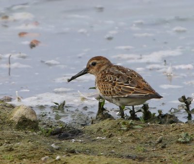 Bonte Strandloper - Dunlin