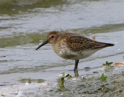 Bonte Strandloper - Dunlin