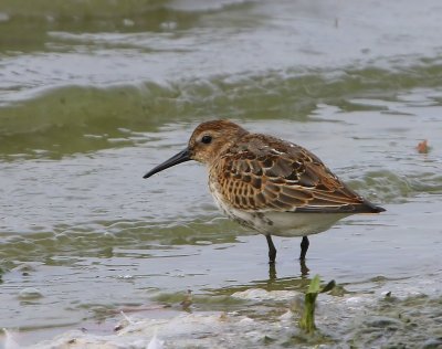 Bonte Strandloper - Dunlin