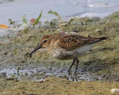 Bonte Strandloper - Dunlin