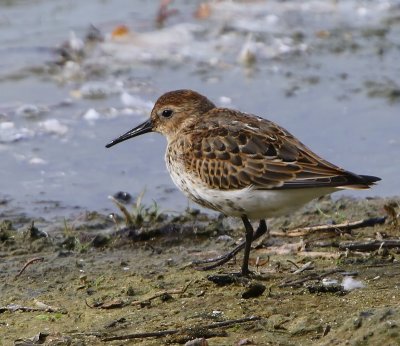 Bonte Strandloper - Dunlin