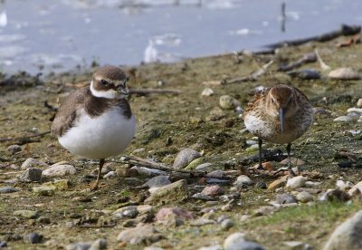 Bonte Strandloper - Dunlin