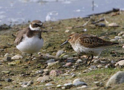 Bonte Strandloper - Dunlin