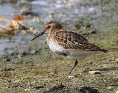 Bonte Strandloper - Dunlin