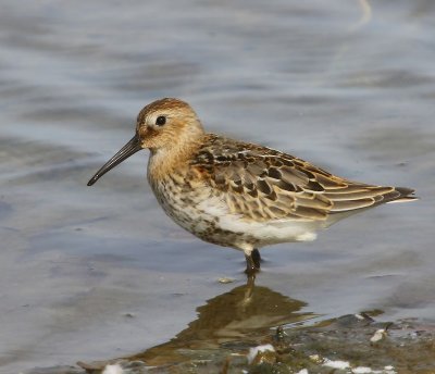 Bonte Strandloper - Dunlin