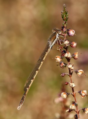 Bruine Winterjuffer - Common Winter Damselfly