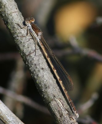 Bruine Winterjuffer - Common Winter Damselfly
