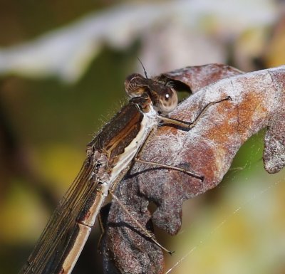 Bruine Winterjuffer - Common Winter Damselfly