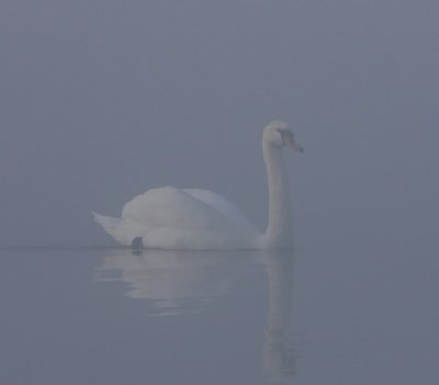 Knobbelzwaan - Mute Swan