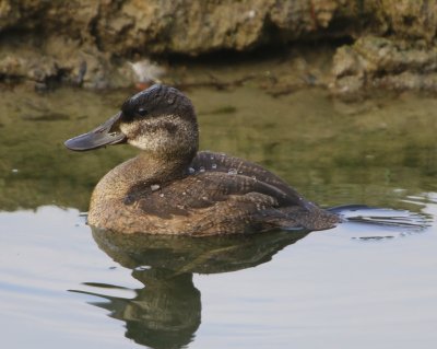 Rosse Stekelstaart - Ruddy Duck