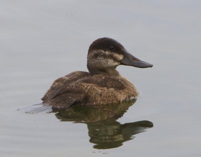 Rosse Stekelstaart - Ruddy Duck