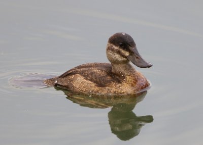 Rosse Stekelstaart - Ruddy Duck