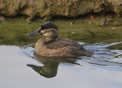 Rosse Stekelstaart - Ruddy Duck