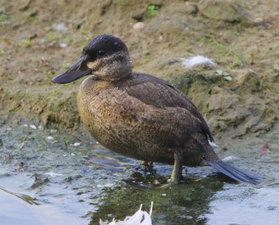 Rosse Stekelstaart - Ruddy Duck
