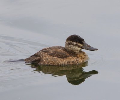 Rosse Stekelstaart - Ruddy Duck