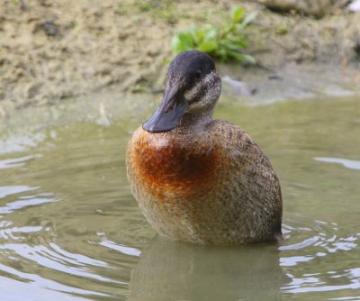 Rosse Stekelstaart - Ruddy Duck