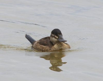 Rosse Stekelstaart - Ruddy Duck