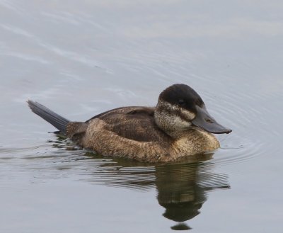 Rosse Stekelstaart - Ruddy Duck