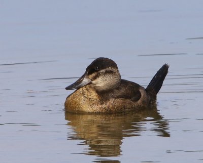 Rosse Stekelstaart - Ruddy Duck
