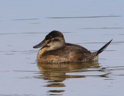 Rosse Stekelstaart - Ruddy Duck