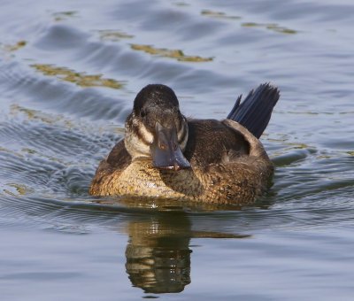 Rosse Stekelstaart - Ruddy Duck