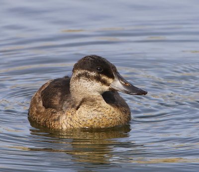 Rosse Stekelstaart - Ruddy Duck