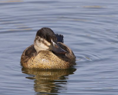 Rosse Stekelstaart - Ruddy Duck