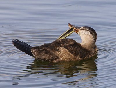 Rosse Stekelstaart - Ruddy Duck