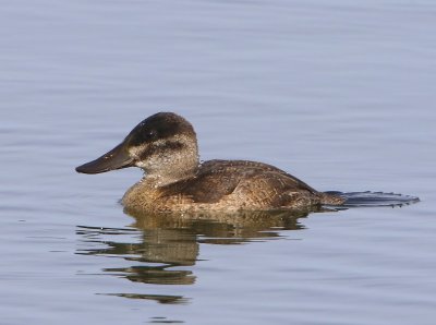 Rosse Stekelstaart - Ruddy Duck