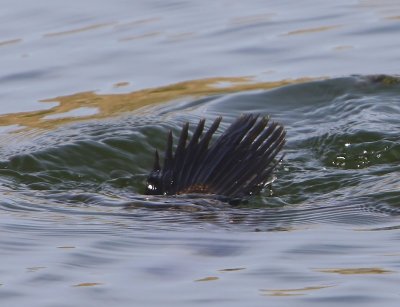 Rosse Stekelstaart - Ruddy Duck