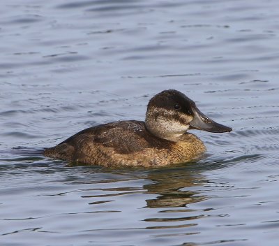 Rosse Stekelstaart - Ruddy Duck