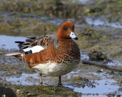 Smient - Eurasian Wigeon