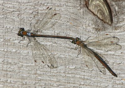 Tengere Pantserjuffers - Small Spreadwings