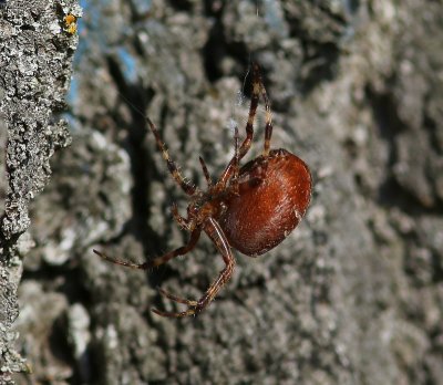 Viervlekwielwebspin - Four-spot Orb-weaver